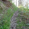 Plants: image 6 Of 208 Thumb